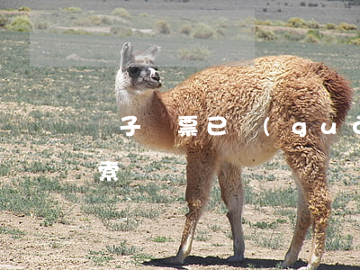 電子匯票已過(guò)提示付款期如何追索