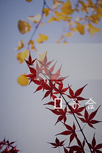 電子合同糾紛如何起訴(電子合同的法律問題)