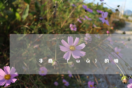 電子商務(wù)的特點(diǎn)