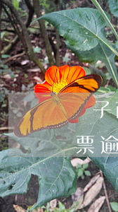 電子商票逾期幾天未付款是正常的-電子商票逾期幾天未付款是正常的嗎
