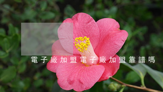 電子廠加盟(電子廠加盟靠譜嗎)
