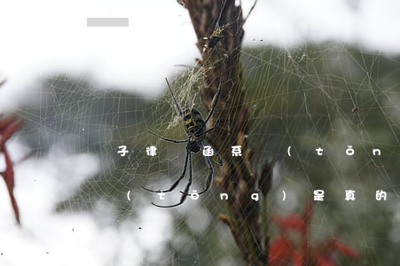 電子律師函系統(tǒng)(電子律師函系統(tǒng)是真的嗎)