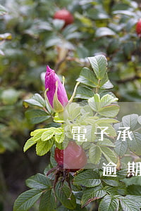 電子承兌逾期提示付款日期怎樣填-電子承兌逾期提示付款日期怎樣填寫