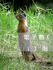 電子數(shù)據(jù)鑒真規(guī)則