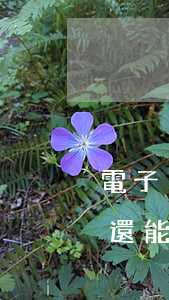 電子稅務(wù)局逾期申報(bào)的還能報(bào)嗎-電子稅務(wù)局 逾期申報(bào)