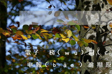 電子稅務(wù)財(cái)務(wù)申報(bào)逾期原因怎么寫-電子稅務(wù)財(cái)務(wù)申報(bào)逾期原因怎么寫啊