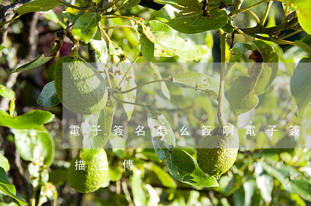 電子簽名怎么簽啊(電子簽名怎么簽啊如何掃描上傳)