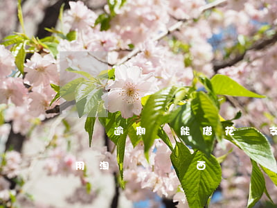 電寶逾期還能借花唄 支付寶花唄逾期還可以用淘寶買東西嗎