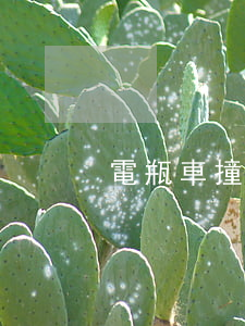電瓶車撞到人怎么賠償(電瓶車撞人怎么處理)