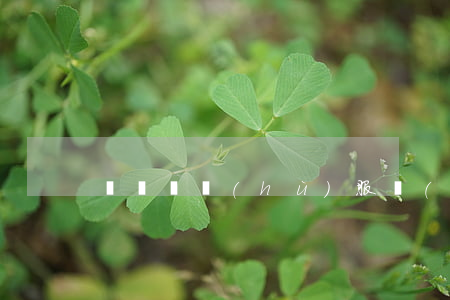 電腦維護(hù)服務(wù)合同書