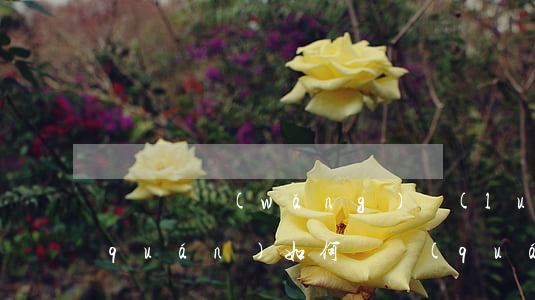 電視劇網(wǎng)絡(luò)版權(quán)如何維權(quán)