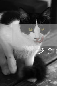 靈芝金融逾期還款再借款