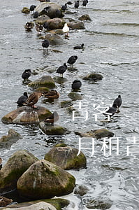 青客網(wǎng)商貸逾期兩個(gè)月(租青客網(wǎng)商貸誰(shuí)還貸款)