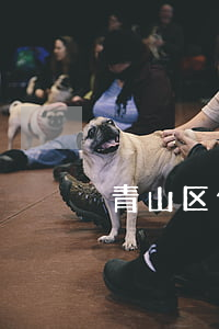 青山区债务律师-青山区律师事务所咨询