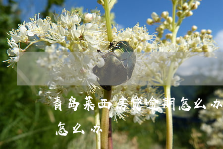 青岛莱西房贷逾期怎么办(青岛莱西房贷逾期怎么办)