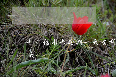 青島信用卡逾期一天有影響嗎(信用卡 逾期 1天)