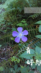 青島即墨律師事務(wù)所哪個(gè)好(即墨最好的律師事務(wù)所)