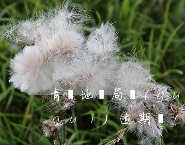 青島地稅局關(guān)于逾期的法規(guī) 逾期報(bào)稅處罰