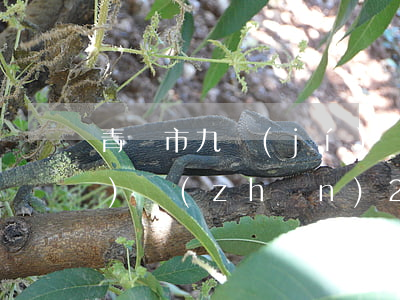 青島市九級(jí)傷殘賠償標(biāo)準(zhǔn)2020多少錢大概(青島九級(jí)工傷賠償標(biāo)準(zhǔn)2020)