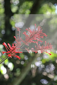 青島盈科律師事務(wù)所怎么樣(盈科律師知名律師簡介)
