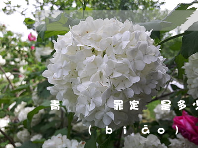青島詐騙罪定額是多少錢啊(山東省詐騙罪金額標(biāo)準(zhǔn)是多少)