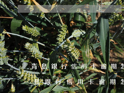 青島銀行信用卡逾期怎么協(xié)商（青島銀行信用卡逾期怎么協(xié)商）