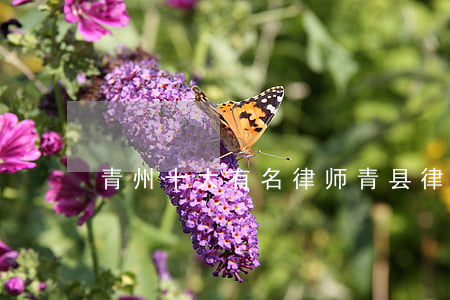 青州十大有名律师(青县律师事务所哪家好)