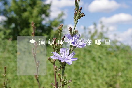 青浦辦理離婚在哪里