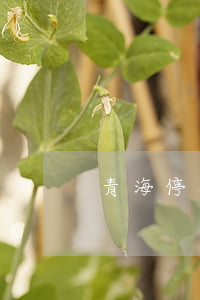 青海停息掛賬哪家好