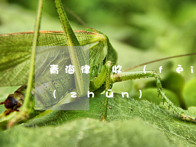 青海律師收費(fèi)標(biāo)準(zhǔn)