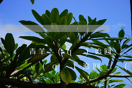 青羊區(qū)追回債務(wù)律師 青羊區(qū)追回債務(wù)律師電話