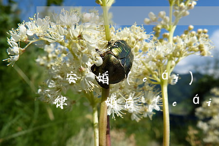 靜安離婚財(cái)產(chǎn)糾紛律師(離婚后 財(cái)產(chǎn)糾紛律師)