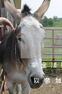 非全法律碩士可以考法考嗎(非全日制法碩可以參加法考嗎)