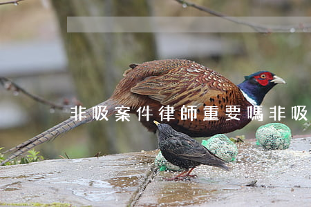 非吸案件律師重要嗎(非吸案件律師重要嗎)