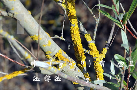 非國(guó)有資金直接發(fā)包的法律法規(guī)(發(fā)包有關(guān)的法律規(guī)定有哪些)