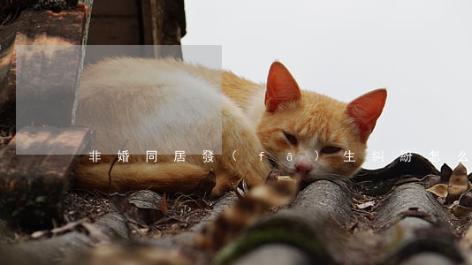 非婚同居發(fā)生糾紛怎么辦