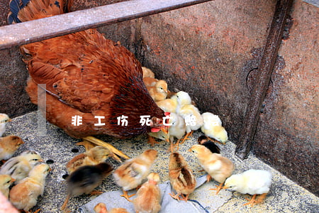 非工伤死亡赔偿