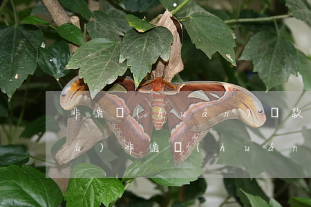 非循環(huán)貸款逾期怎么修復(fù)(非循環(huán)貸賬戶逾期一次可是我沒(méi)有逾期過(guò)呀)