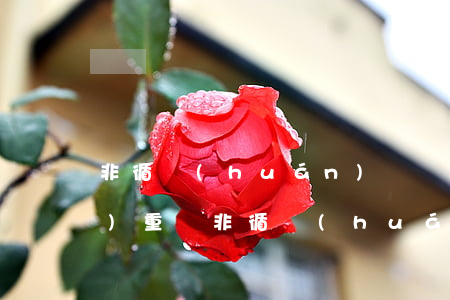 非循環(huán)貸賬戶逾期嚴(yán)重嗎（非循環(huán)貸賬戶逾期影響辦信用卡嗎）