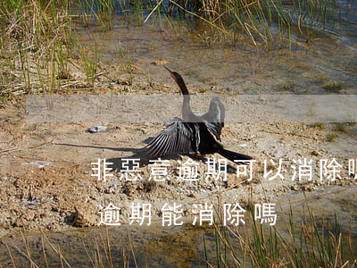 非惡意逾期可以消除嗎2021年-非惡意逾期能消除嗎