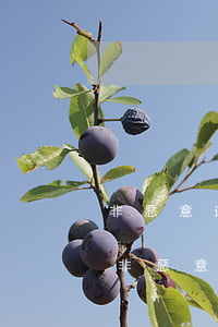 非惡意逾期證明招商銀行(銀行開(kāi)非惡意逾期證明)