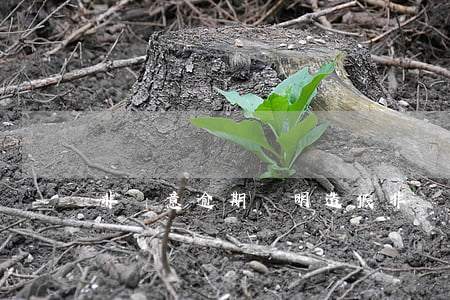 非惡意逾期證明造假 非惡意逾期證明造假