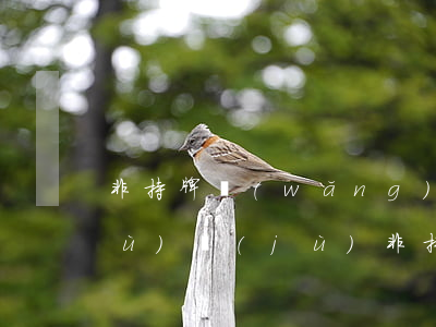非持牌網(wǎng)貸逾期上大數(shù)據(jù)(非持牌網(wǎng)貸逾期上大數(shù)據(jù))