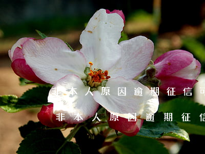 非本人原因逾期征信可以恢復(fù)嗎-非本人原因逾期征信可以恢復(fù)嗎怎么辦