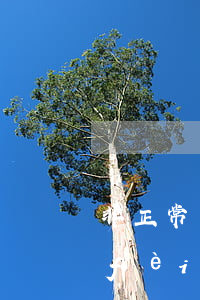 非正常轉(zhuǎn)正常逾期的稅費(fèi)怎么申報-非正常轉(zhuǎn)正常逾期的稅費(fèi)怎么申報呢