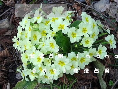 非法占用農(nóng)用地罪立案標準_2021非法占用農(nóng)用地罪量刑標準和認定構(gòu)成要件