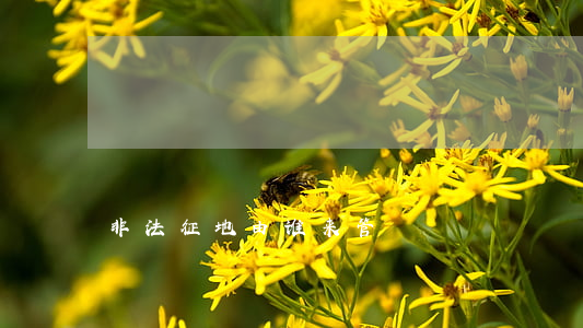 非法征地由谁来管