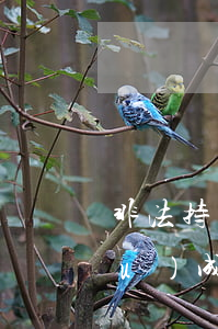 非法持有偽造的發(fā)票罪的構(gòu)成要件