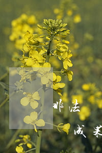 非法測繪適用法律法規(guī)(涉密測繪成果適用的法律法規(guī)包括哪些)