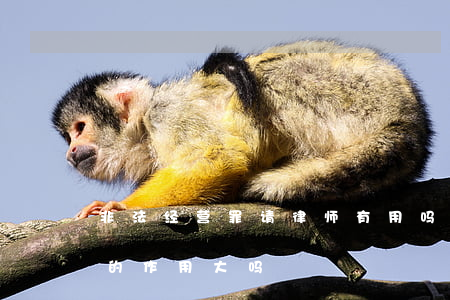 非法经营罪请律师有用吗(非法经营罪请律师的作用大吗)